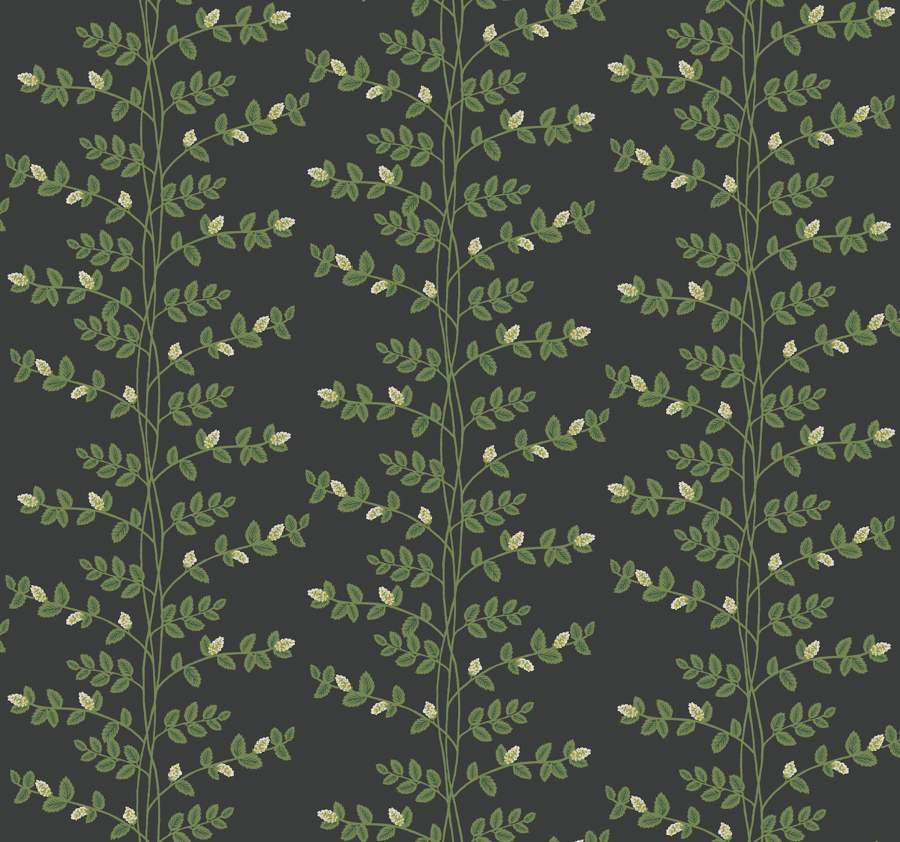 Climbing Vine Wallpaper Wallpaper Rifle Paper Co. Roll Black 