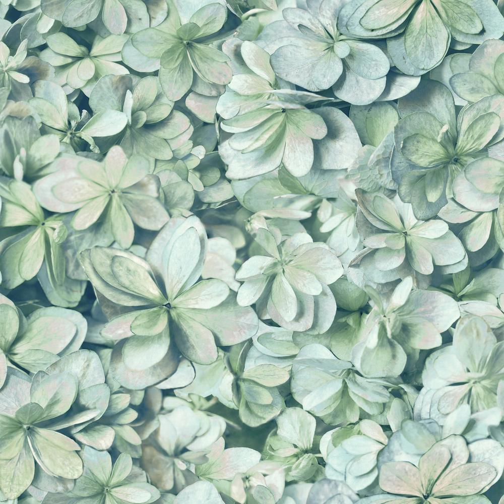 Hydrangea Peel and Stick Wallpaper Peel and Stick Wallpaper RoomMates Roll  