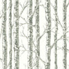Paper Birch Wallpaper Wallpaper York Double Roll Neutral 