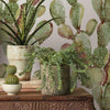 Prickly Pear Cactus Peel and Stick Wallpaper Peel and Stick Wallpaper RoomMates   