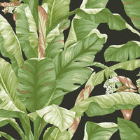 Banana Leaf Premium Peel + Stick Wallpaper Peel and Stick Wallpaper York Roll Black/Green 