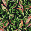 Tropical Love Birds Wallpaper Wallpaper York Double Roll Black 