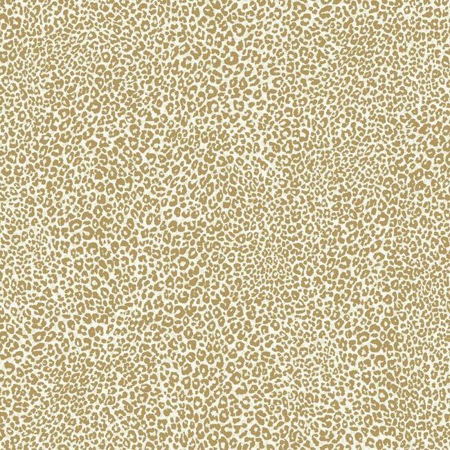 Leopard King Wallpaper Wallpaper York